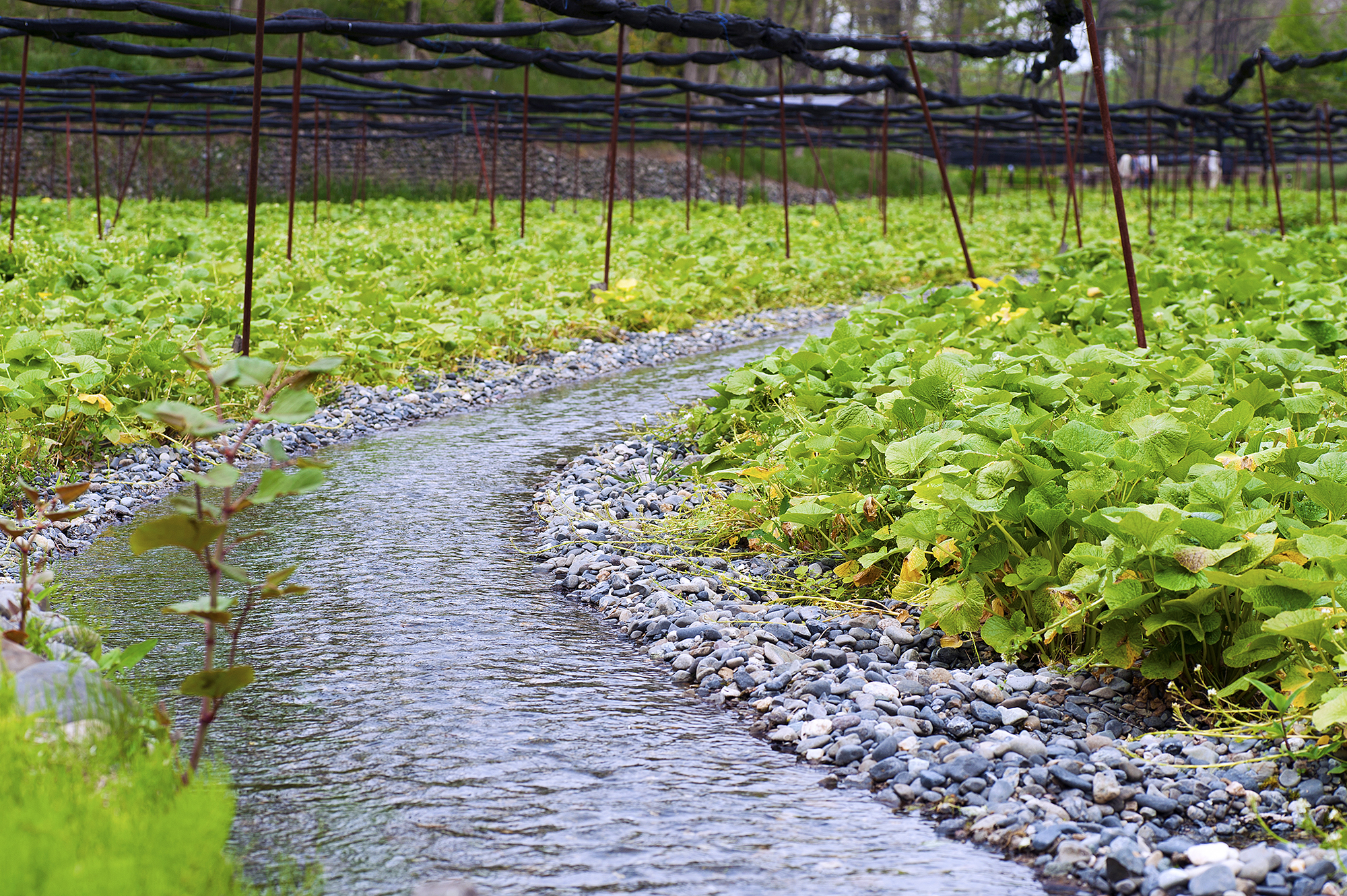 The best weekend trips from Tokyo